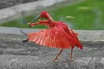 Scarlet Ibis Bird wallpaper