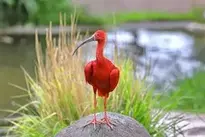 Scarlet Ibis Ibis wallpaper