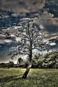 Wood Hdr Cloud Clouds Contrast phone wallpaper