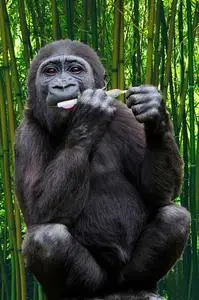 Gorilla Ape Primate Monkey phone wallpaper