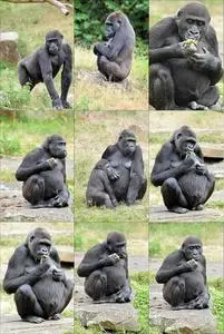 Ape Monkey Gorilla Primate Collage phone wallpaper