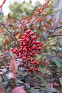 Red Berries Heavenly Bamboo Nature phone wallpaper