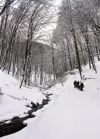 Winter Forest Snow Hiker Nature phone wallpaper