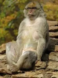 Macaque Monkey Zoo Animal Primate phone wallpaper