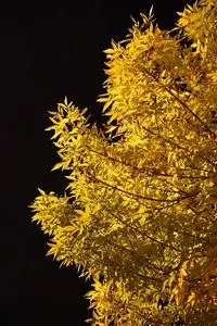 Autumn Leaves Night Dark Contrast phone wallpaper