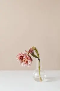 Pink Flower with Bud on Clear Glass Vase phone wallpaper background