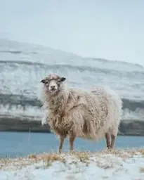 White fluffy curious sheep standing on pasture in countryside in cold winter day phone wallpaper...
