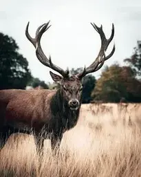 Brown Deer At Open Field phone wallpaper background
