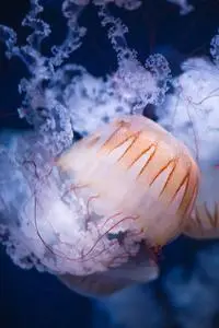 Closeup of white and orange huge jellyfish with long tentacles swimming in deep blue water phone...