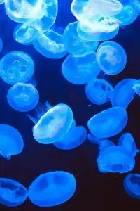 Various of wild transparent jellyfish swimming in clean water of ocean in darkness phone wallpaper..