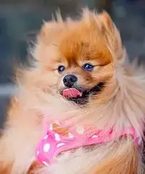 Adult Tan Pomeranian phone wallpaper background