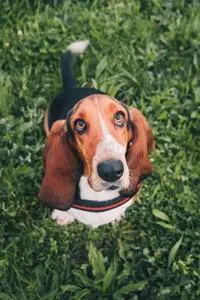 High Angle Shot of a Beagle Dog&nbsp; phone wallpaper background