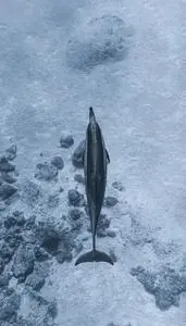 Top view of black and white adorable dolphin swimming underwater of clear transparent ocean near...