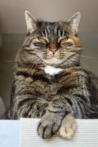 Low Angle Shot of a Tabby Cat phone wallpaper background