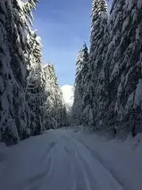 Snow Northwest Trees Winter Nature phone wallpaper