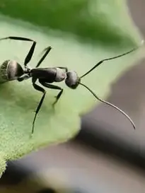 Ant on Leaf phone wallpaper background