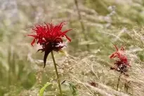 Indian Nettle Scarlet Monard wallpaper
