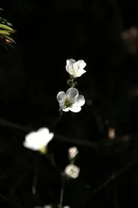 Mountain Flower Nature Contrast phone wallpaper