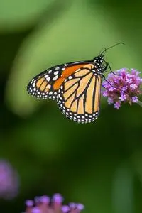 Orange butterfly sitting on fragrant blooming flower phone wallpaper background