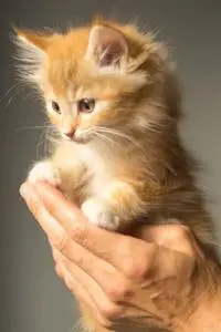 Person Holding Persian Kitten phone wallpaper background