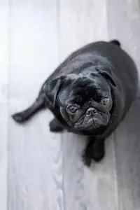 Pug Dog on Floor phone wallpaper background
