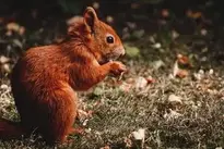 Squirrel Rodent wallpaper