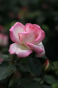 Flower Nature Plant Leaf Garden phone wallpaper