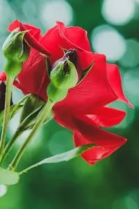 Nature Leaf Flower Plant Summer phone wallpaper