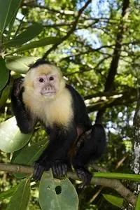 Mono Monkey Animal Primate Natural phone wallpaper