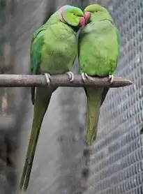 Couple Sweet Parrots Bird Nature phone wallpaper