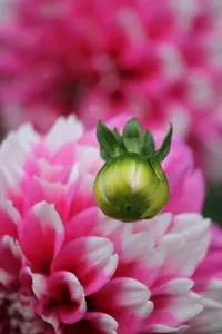 Bud Flower Birth Contrast Pink phone wallpaper