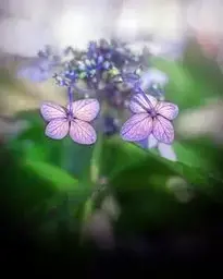 Flower Plant Nature Petal Pink phone wallpaper