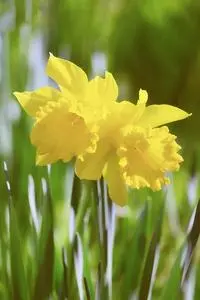 Daffodils Flower Spring Blossom phone wallpaper