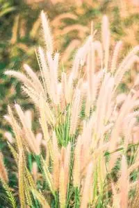 Grass Flower Nature Meadow Outdoor phone wallpaper