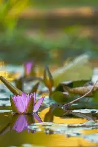 Water Lily Aquatic Plant Flower phone wallpaper