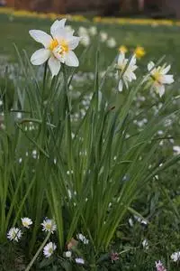 Daffodils Daisy Easter Flower phone wallpaper