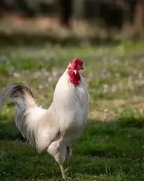 Gallo Hen Chicken Animal Poultry phone wallpaper