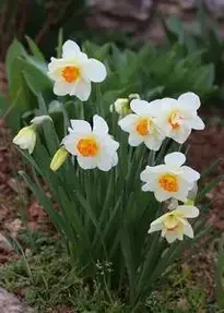 Daffodils White Flowers Flowers phone wallpaper