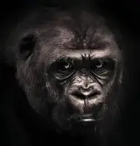 Gorilla Primate Monkey Mammals phone wallpaper