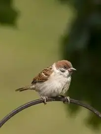 Sparrow Bird Nature Animal Wild phone wallpaper
