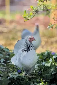 Chicken Hen Backyard Poultry Bird phone wallpaper