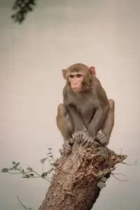 Monkey Macaque Primate Mammal phone wallpaper