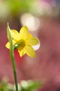 Daffodil Flower Yellow Flower phone wallpaper