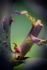 Floors Thorns Flora Nature Spring phone wallpaper