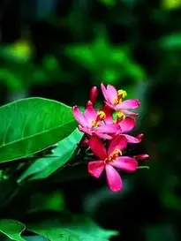 Spicy Jatropha Peregrina phone wallpaper