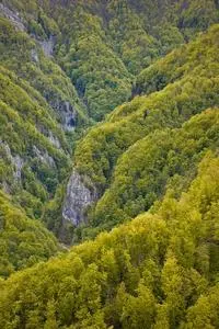 Valley Forest Spring Trees Nature phone wallpaper