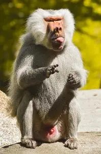 Baboon Ape Animal Primate Mammal phone wallpaper