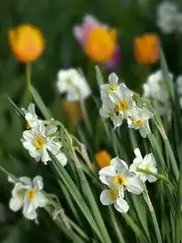 Daffodils Narcissus White Flowers phone wallpaper
