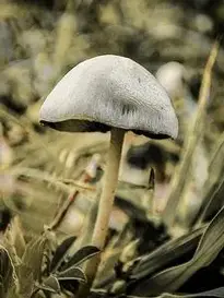 Mushroom Fungus Forest Floor Grass phone wallpaper