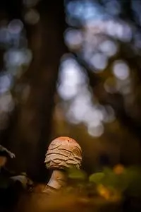 Mushroom Fungus Fores Fall Autumn phone wallpaper